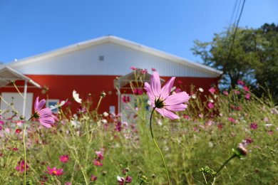 Пятый субботник здоровья состоится 14 сентября в селе Орлиное